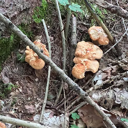 A Cjase Di Luca 아파트